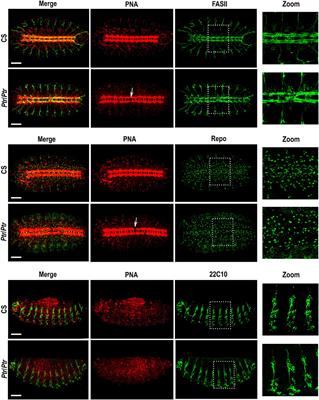 Patched-Related Is Required for Proper Development of Embryonic Drosophila Nervous System